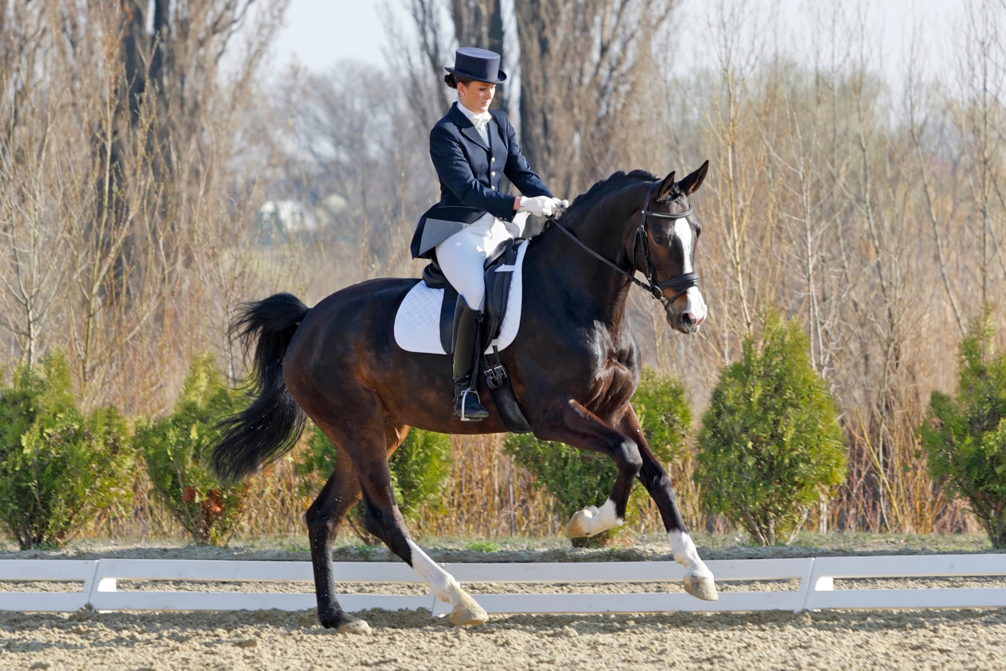 Dressage for Beginners: A Step-by-Step Guide for New Riders