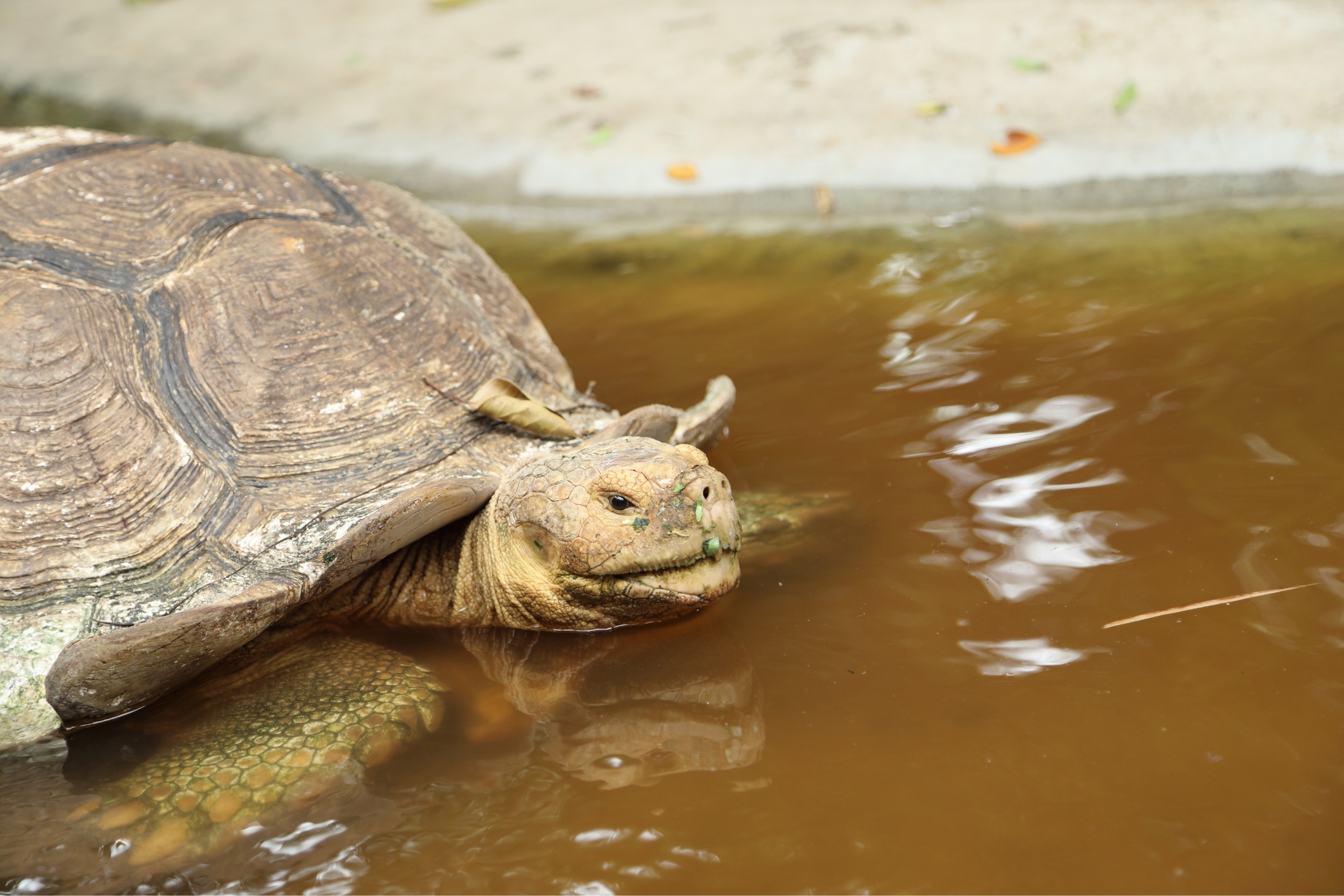 How Much Water Do Sulcata Tortoises Need? Full Care Breakdown