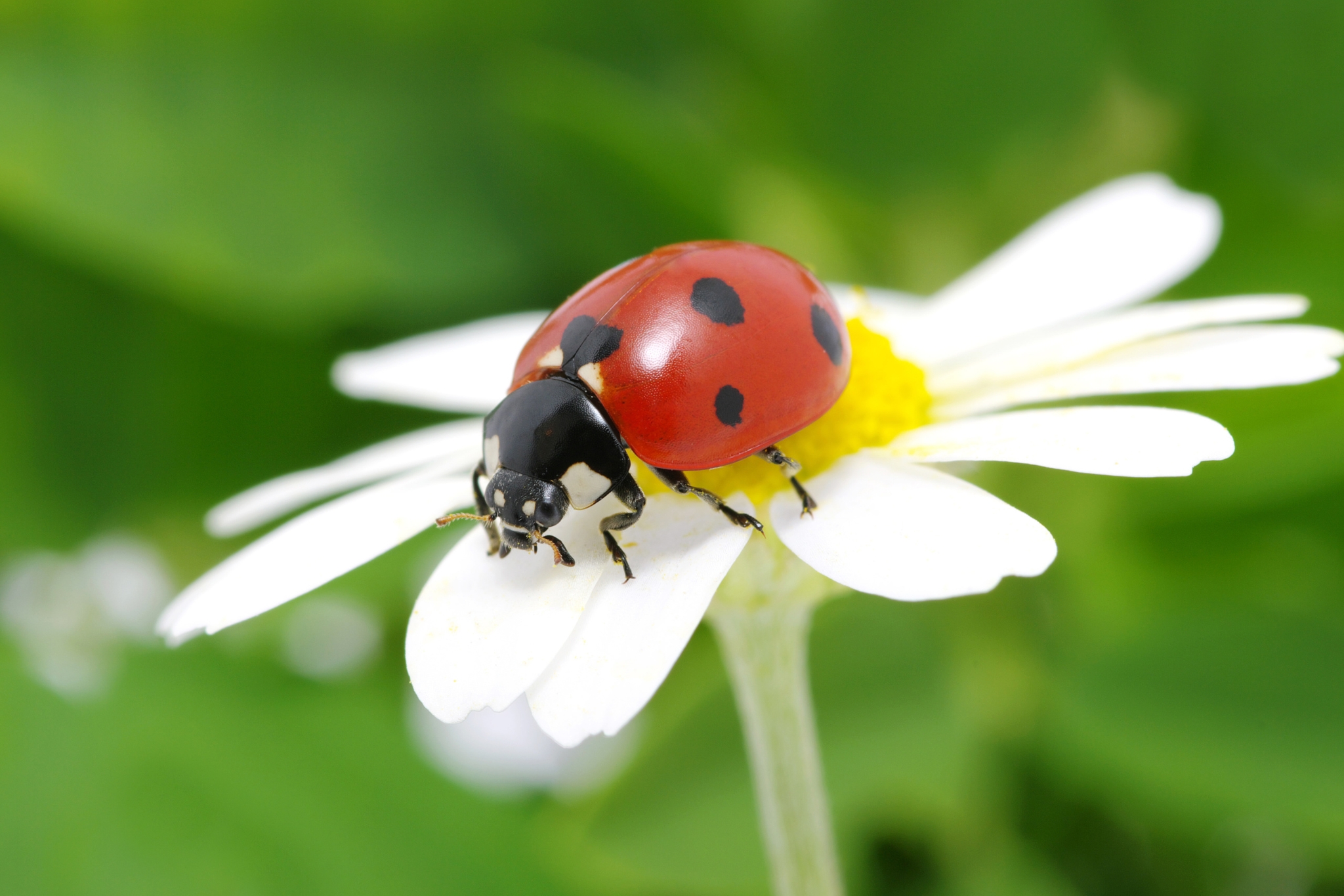 Ladybug Facts That Will Make You Love These Cute Bugs Even More
