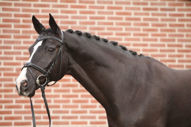 Why Rushing Young Horses Is a Recipe for Disaster: The Science Behind Patient Development