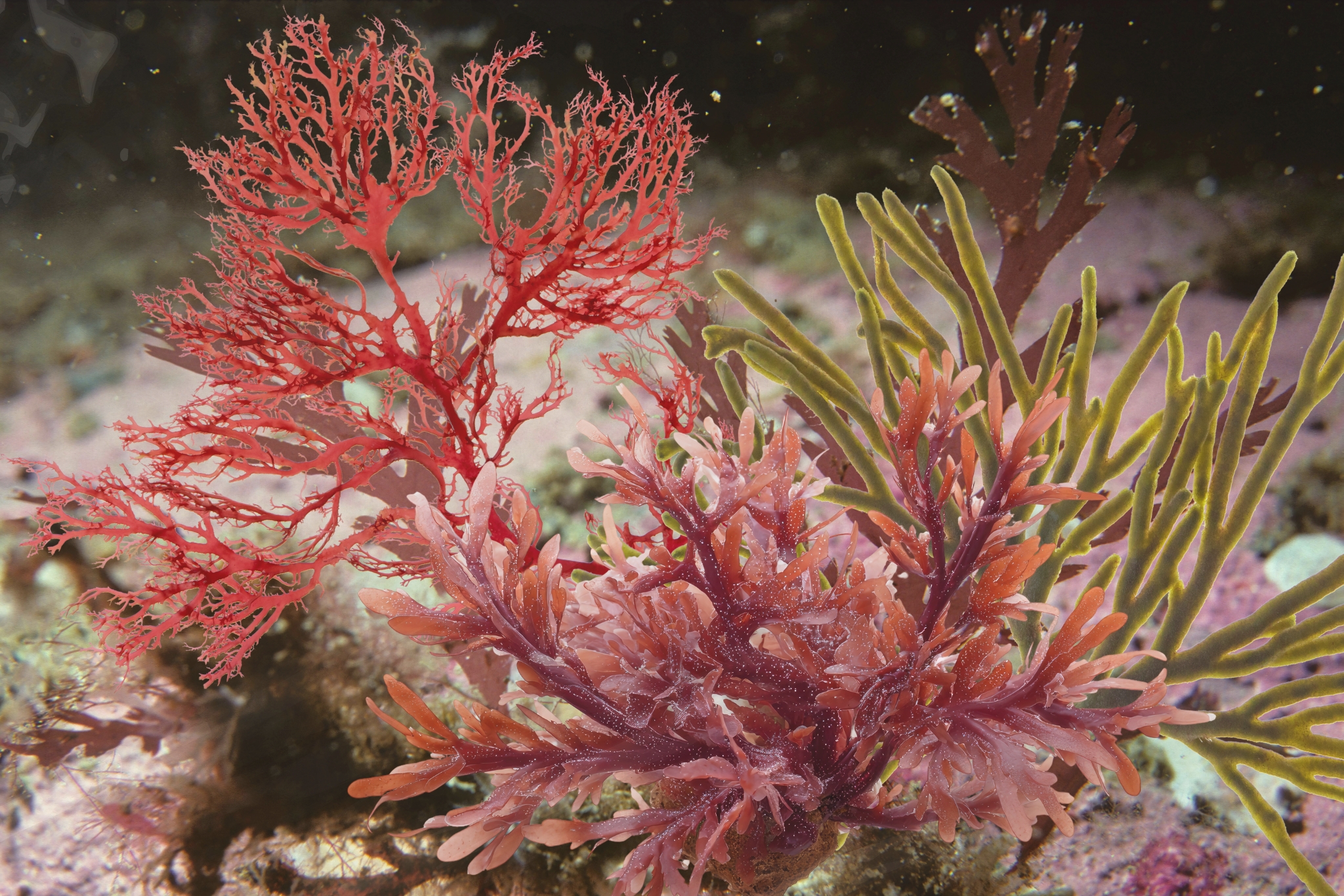 Macroalgae Benefits for Saltwater Aquariums: Why Every Reef Tank Needs It