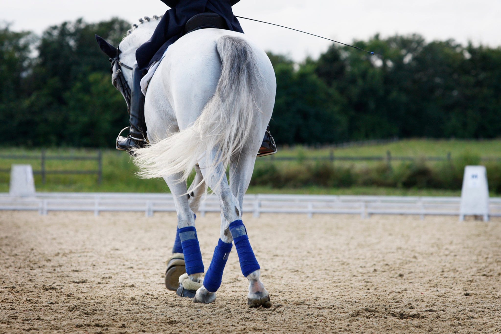 The Rider's Guide to Developing their Horse's Self Carriage and True Balance