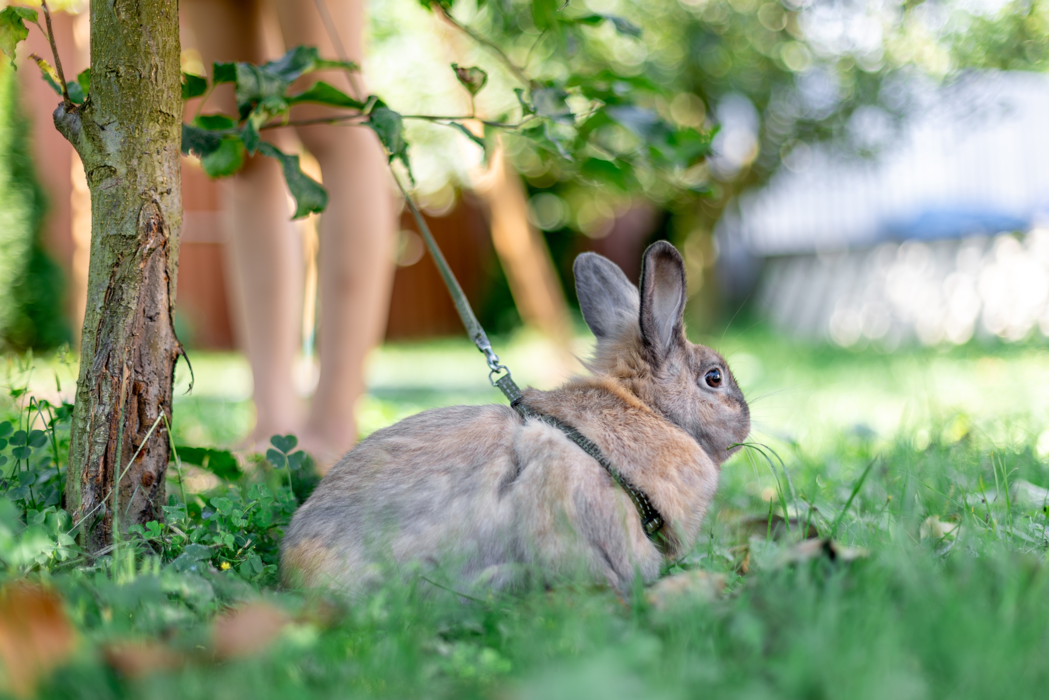 10 Expert Tips to Improve Your Pet Rabbit's Welfare (From Veterinarians and Rabbit Specialists)