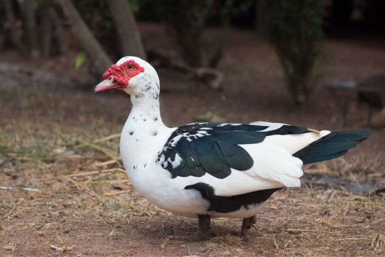 10 Reasons Muscovy Ducks Belong on Every Homestead and Garden