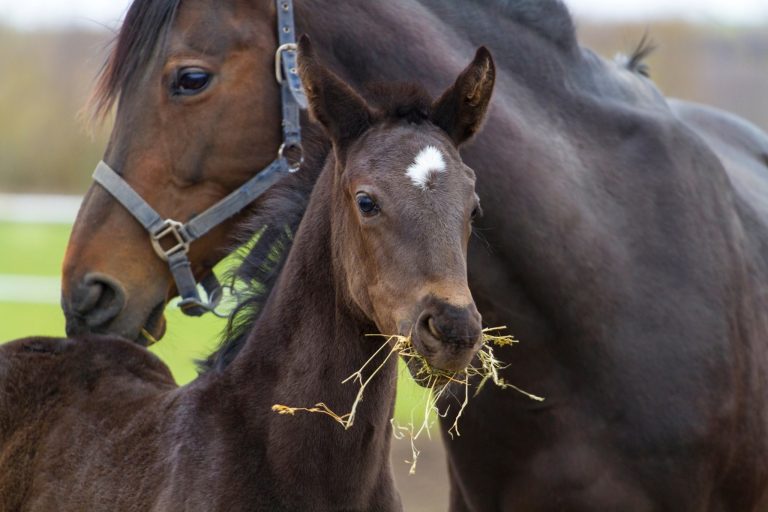 The Science of Weaning Foals: Why Waiting Until 8 Months Makes a Dramatic Difference