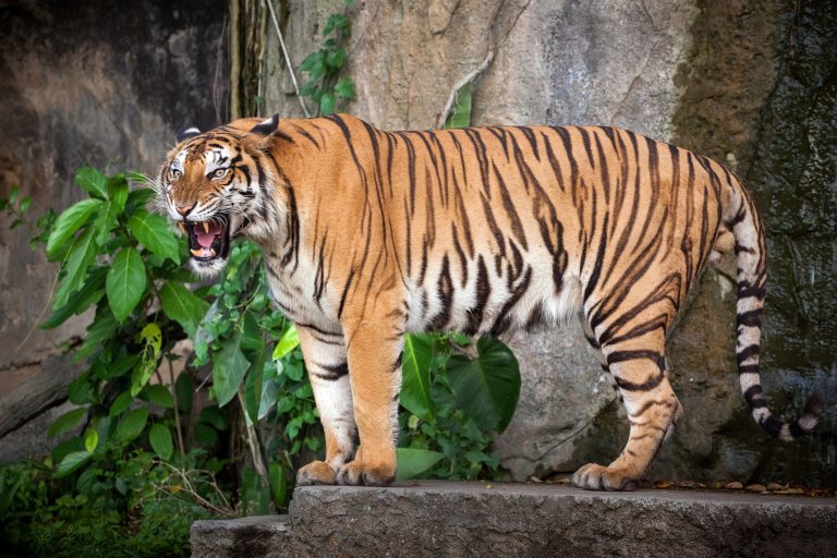 Generic Tigers: Why the AZA Says They Offer No Conservation Value (And Why Some Scientists Disagree)