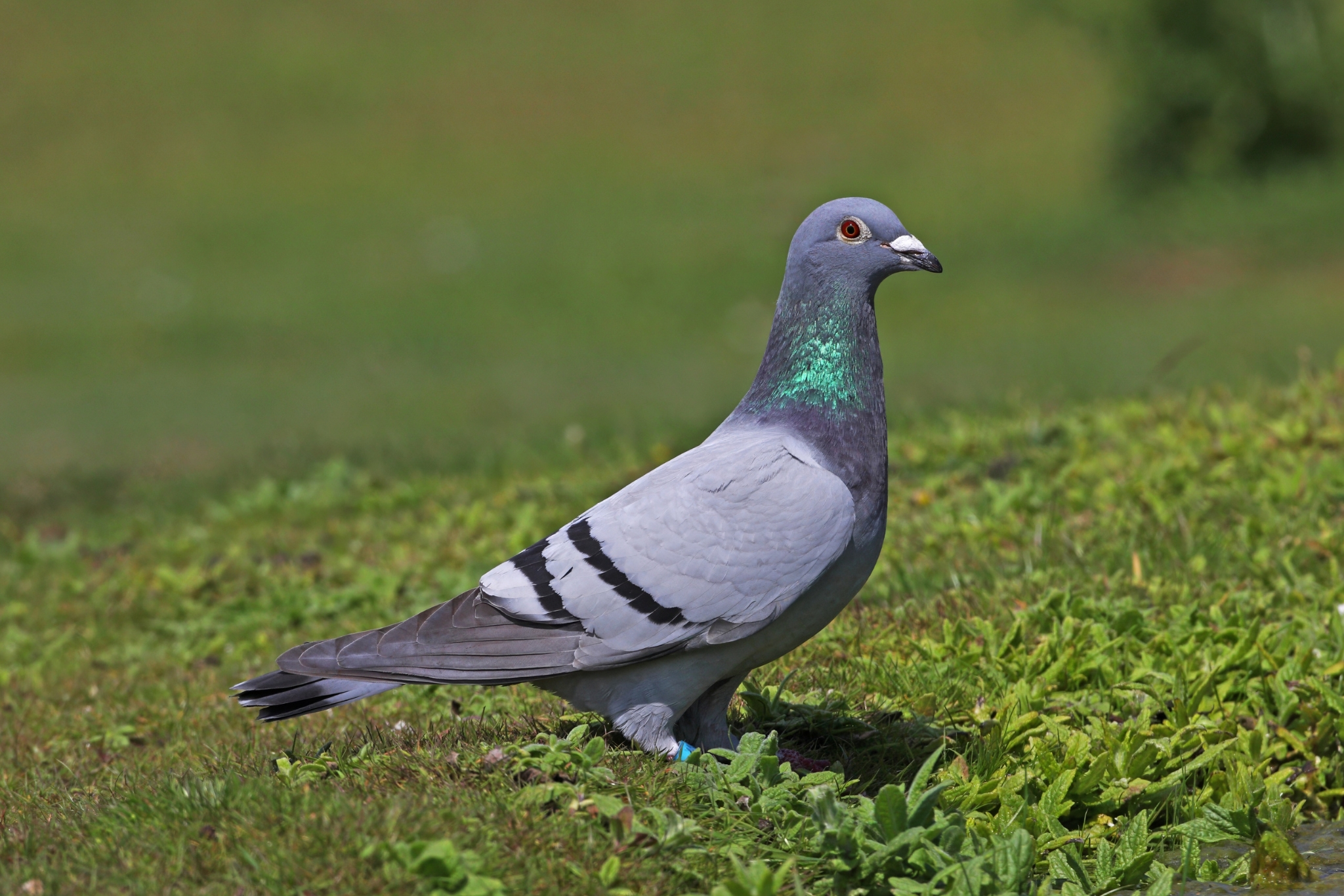 From "Rat With Wings" to Beloved Companion: The Truth About Pet Pigeons