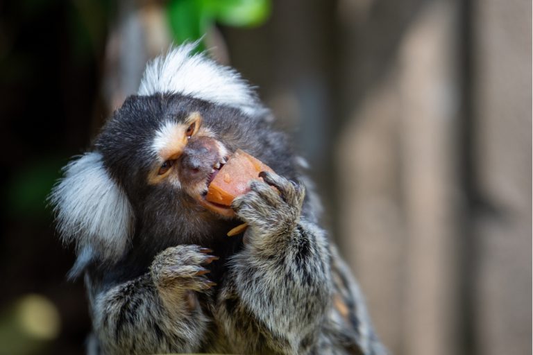 How to Improve Your Pet Marmoset's Welfare: 8 Tips for Diet, Housing, and Enrichment