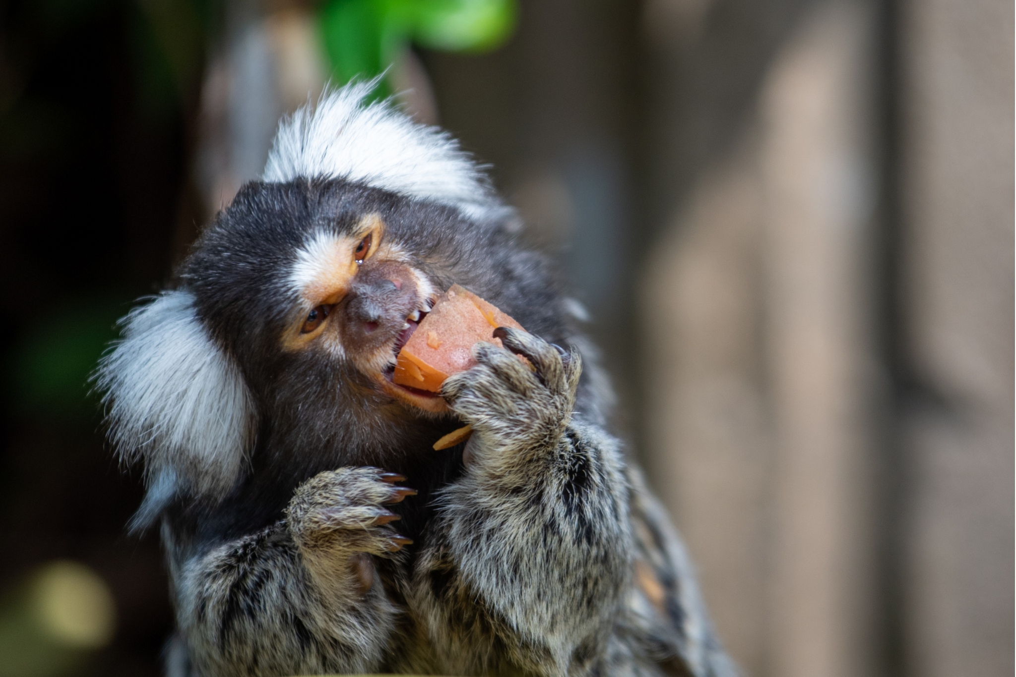 How to Improve Your Pet Marmoset's Welfare: 8 Tips for Diet, Housing, and Enrichment