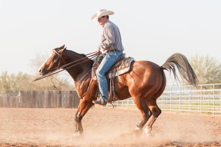 How to Evaluate a Reining Horse Prospect (Before You Write a Check)