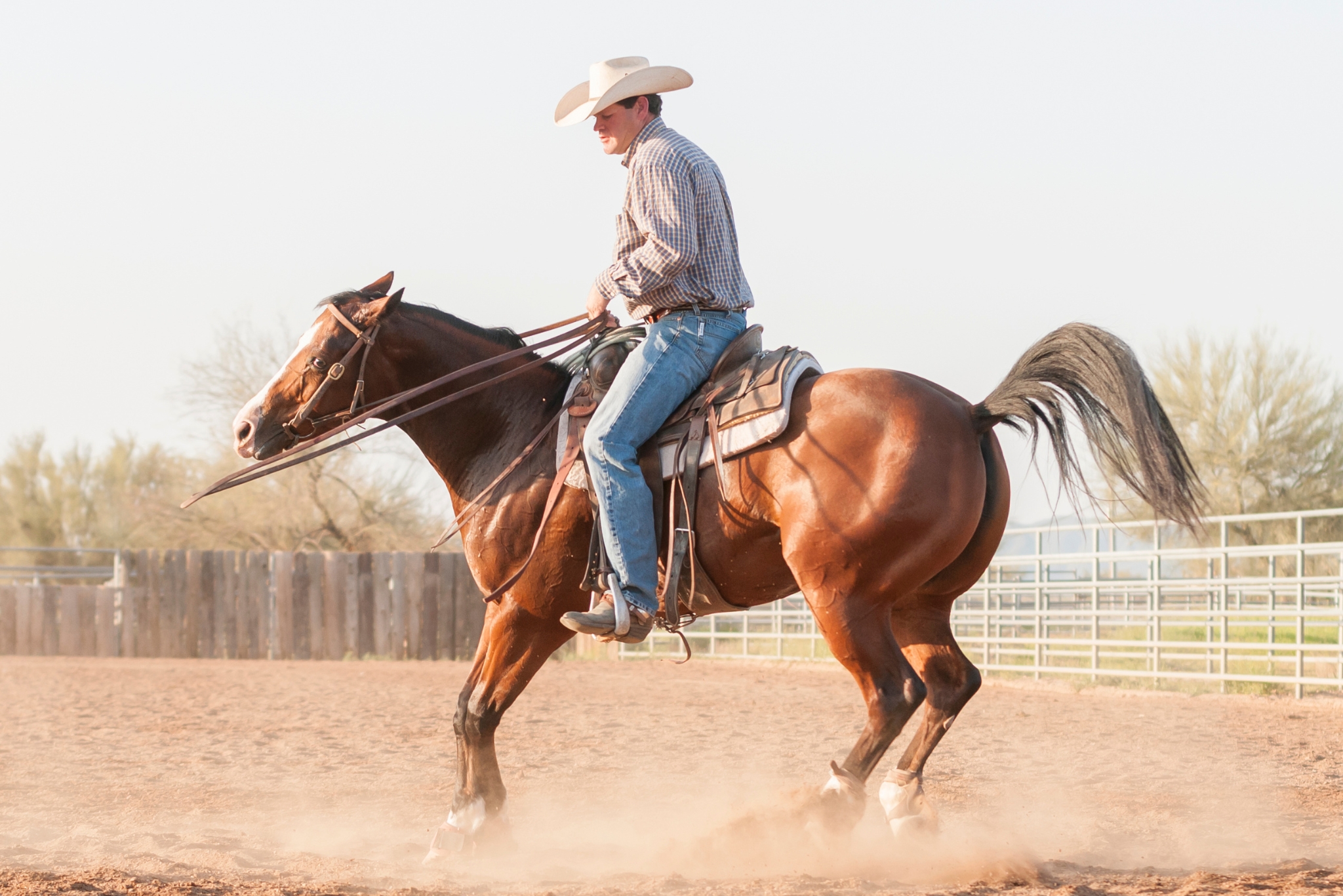 How to Evaluate a Reining Horse Prospect (Before You Write a Check)
