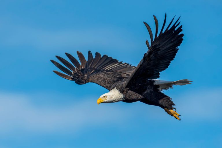 eet the Bald Eagle: Fascinating Facts About America's National Bird