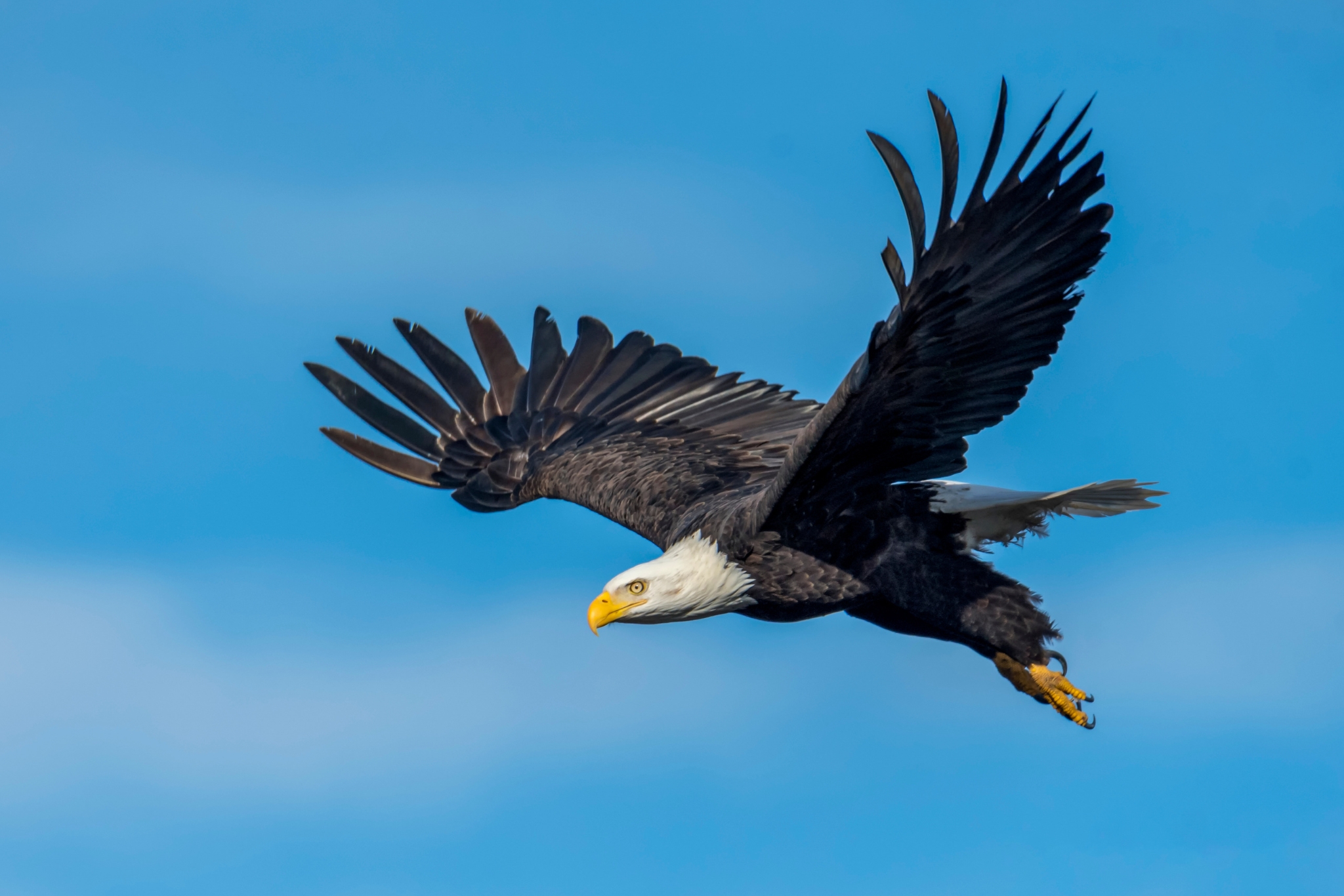 eet the Bald Eagle: Fascinating Facts About America's National Bird