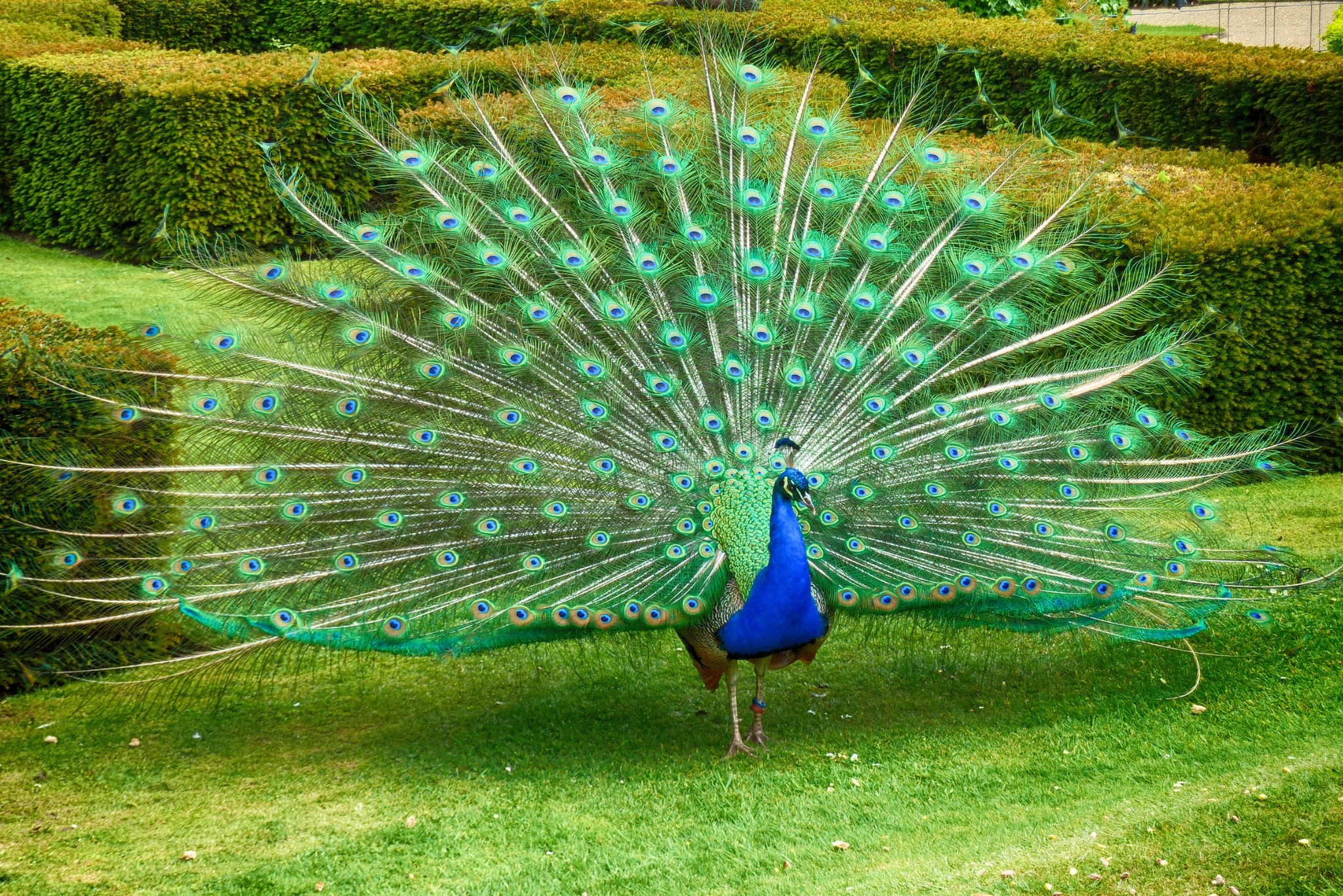 Peacock Ownership Explained: Beauty, Noise, and What No One Tells You