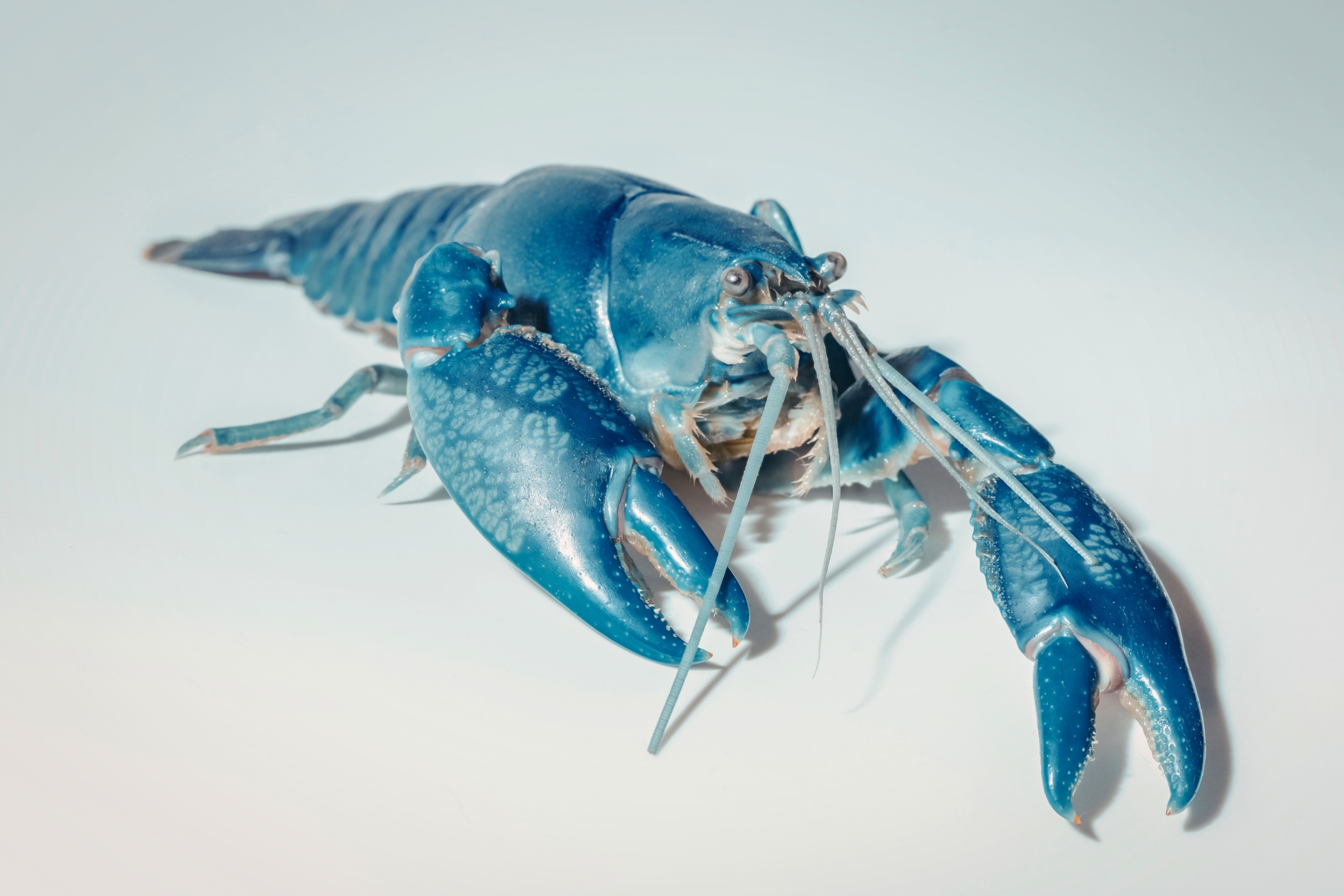 Blue Lobster Care Tips: Avoid Common Beginner Mistakes