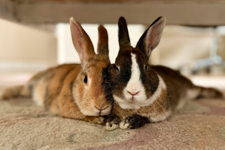 Indoor Pet Rabbit Potty Training Tips (That Actually Work)