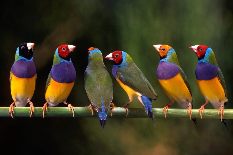 What Nobody Tells You About Gouldian Finches as Pets