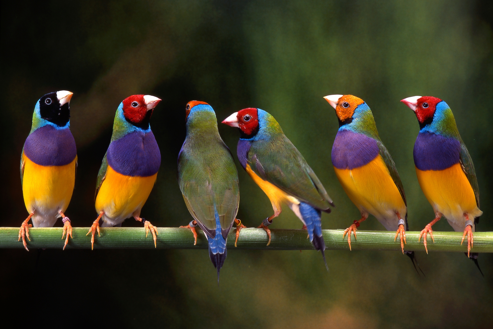 What Nobody Tells You About Gouldian Finches as Pets