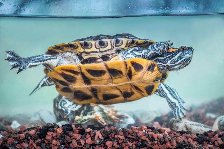 How Often Do Pet Turtles Need Water Changes?