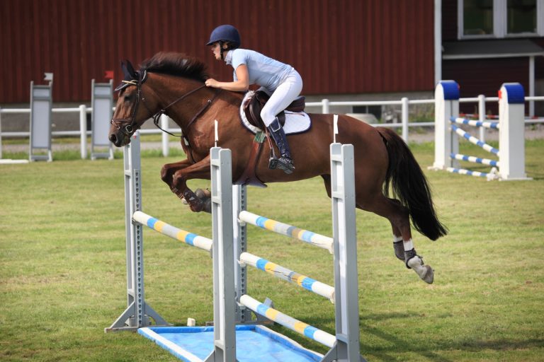 The Damline Explained: What Every Sport Horse Breeder Needs to Know