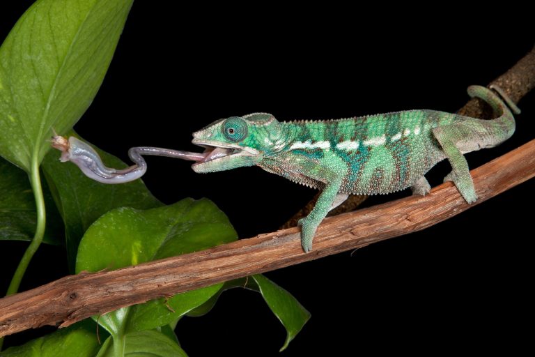 11 Things I Wish I Knew Before Getting a Pet Chameleon