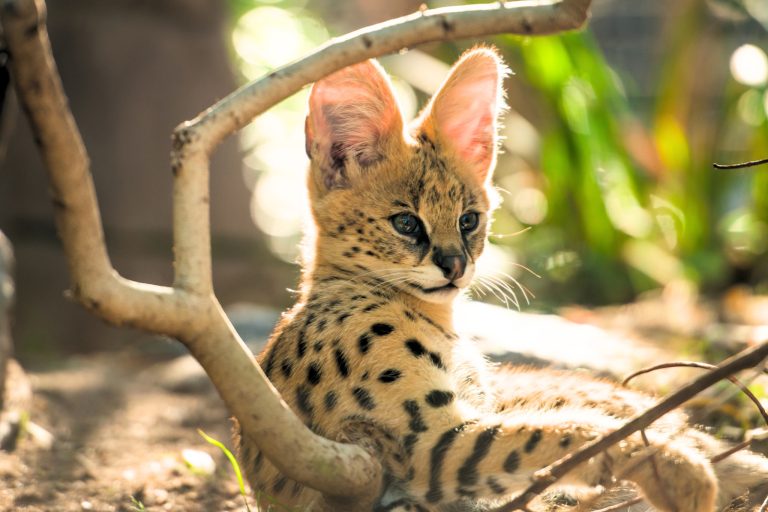 Pet Serval Litter Box Habits Explained: What Really Works (And What Doesn't)