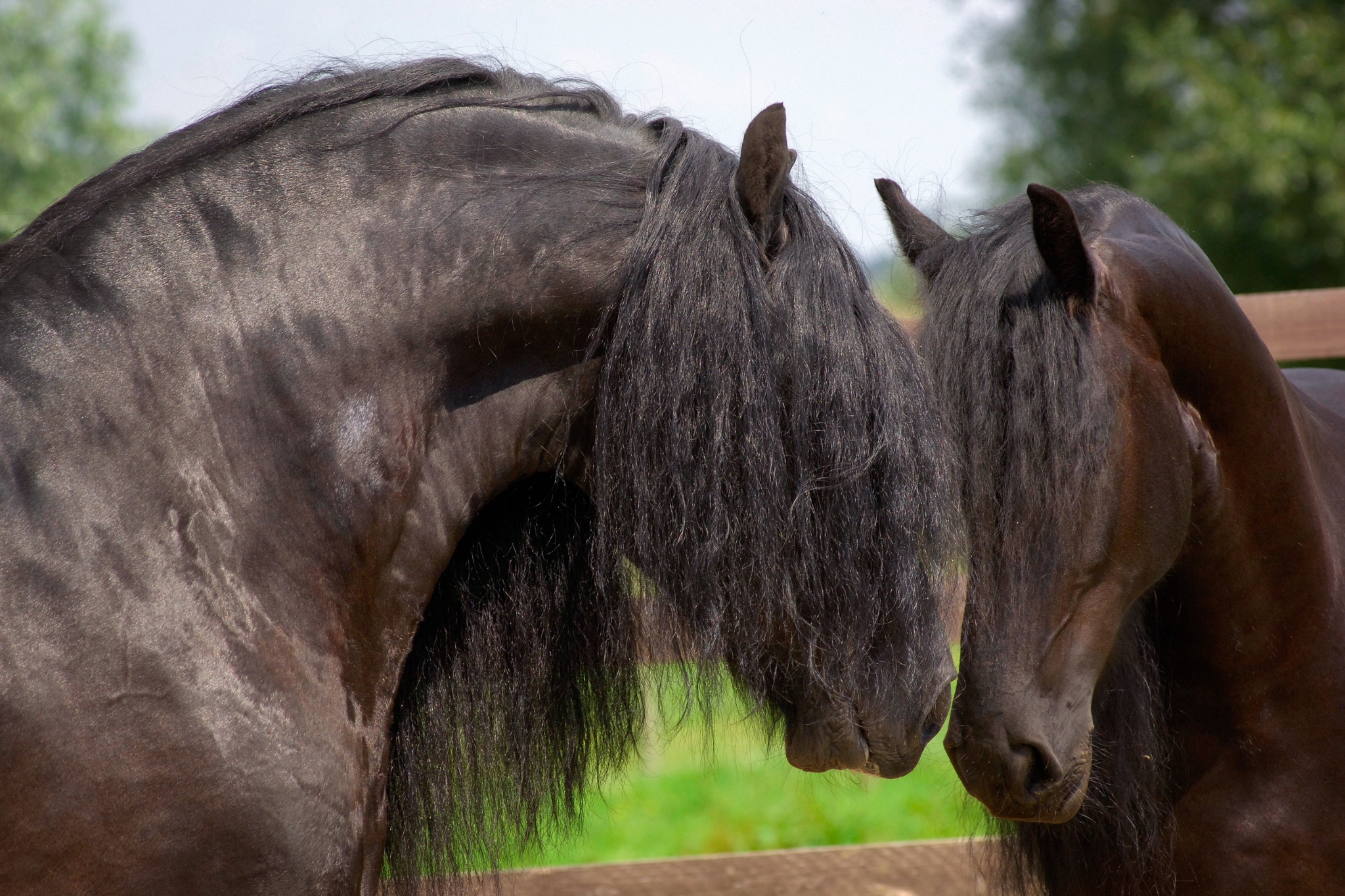 Friesian Horse Personality: Is This Elegant Black Beauty the Right Breed for You?