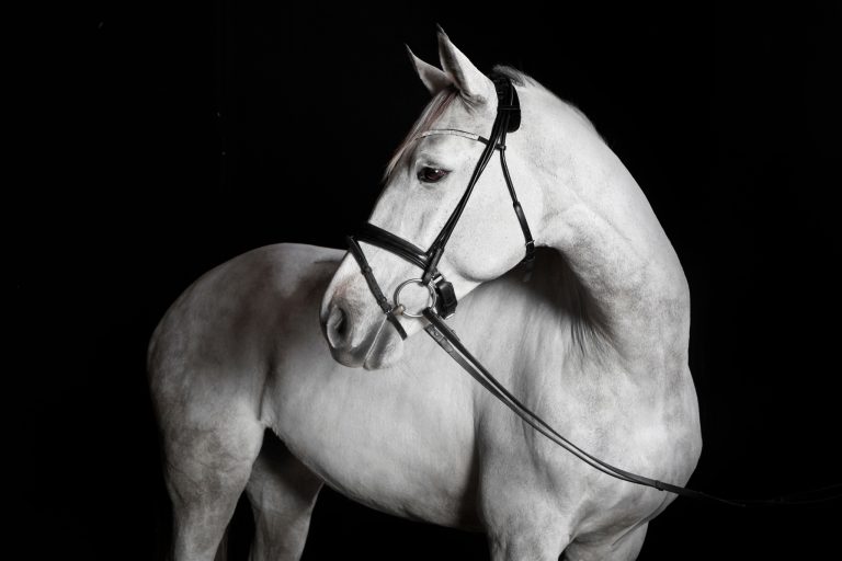 Barefoot Horses: Benefits, Myths, and How to Make the Switch