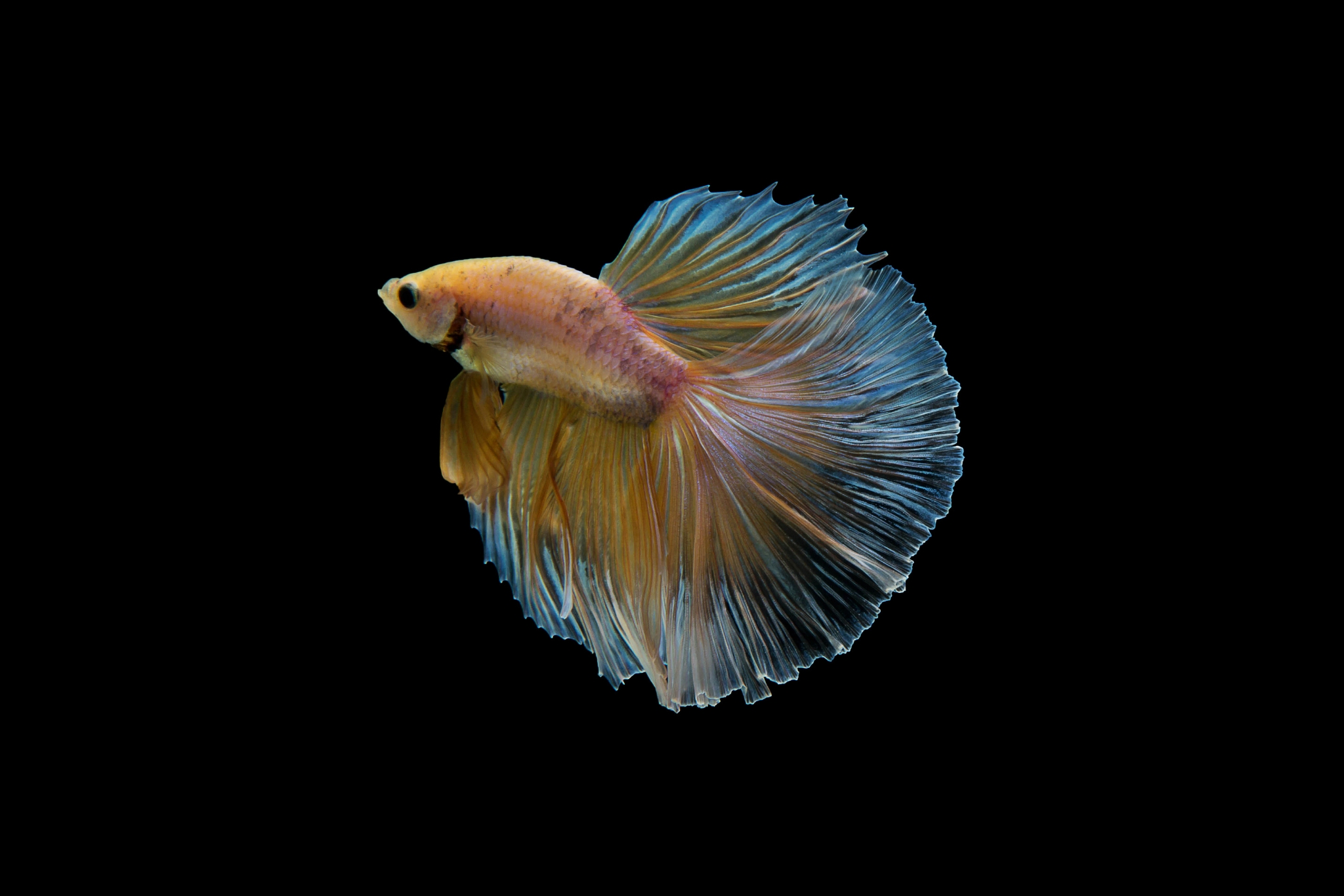 Ditch the Bowl: How to Truly Improve Your Betta Fish's Life