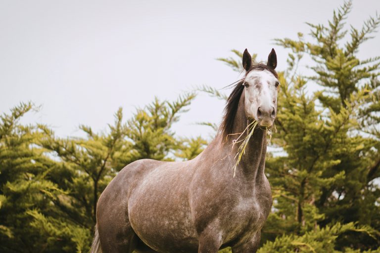 10 Best Browse Plants for Horses (And What to Avoid)