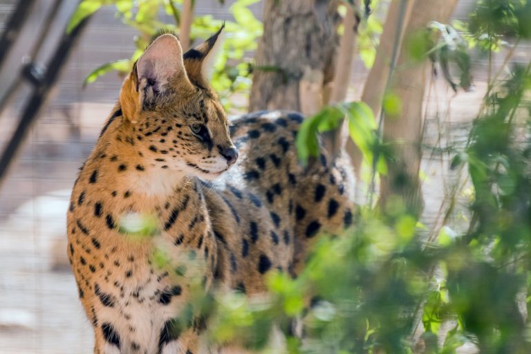 How to Improve Your Pet Serval’s Welfare, Enrichment & Quality of Life