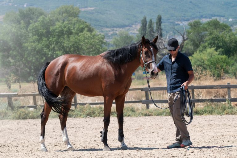 10 Proven Ways to Build Your Horse's Confidence (And Transform Your Rides)