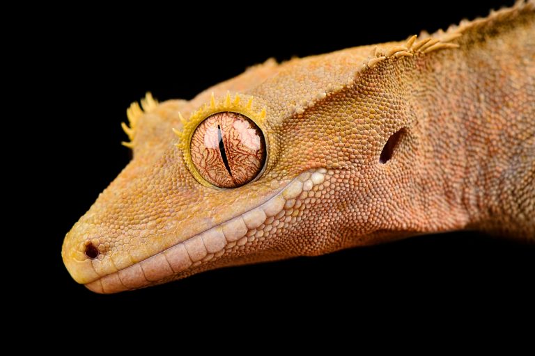 How Long Do Crested Geckos Live as Pets? (+ Tips to Help Them Live Longer)