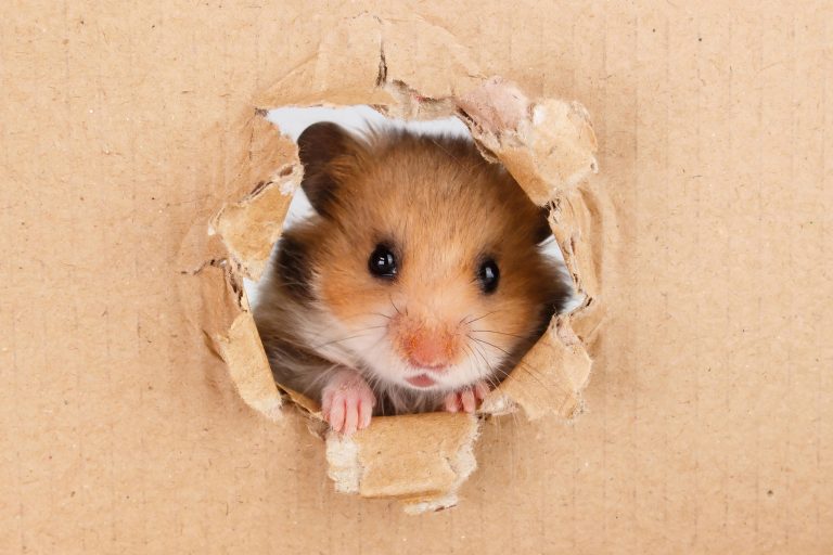 Hamster Names So Cute You’ll Want to Get Another One