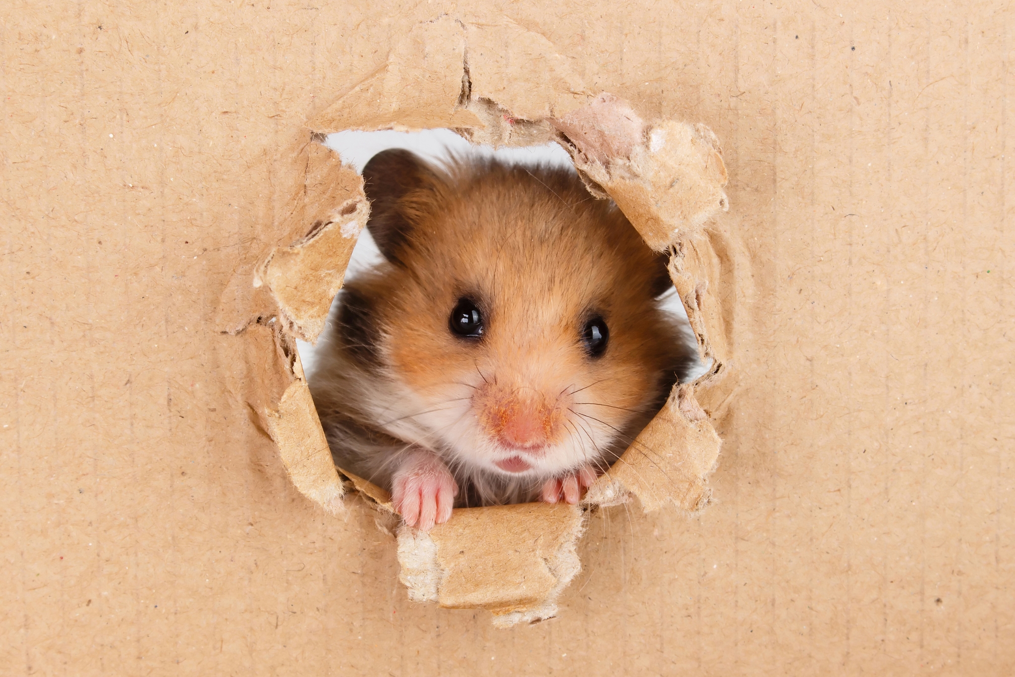 Hamster Names So Cute You’ll Want to Get Another One