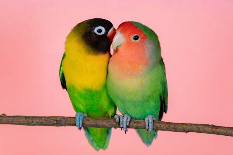 The Good, Bad & Ugly Truth About Pet Lovebirds