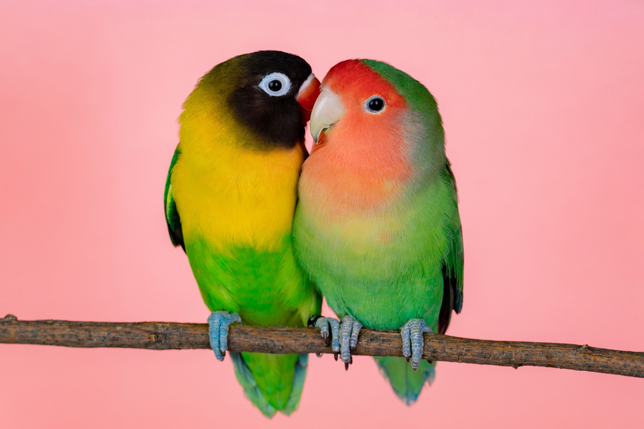 The Good, Bad & Ugly Truth About Pet Lovebirds