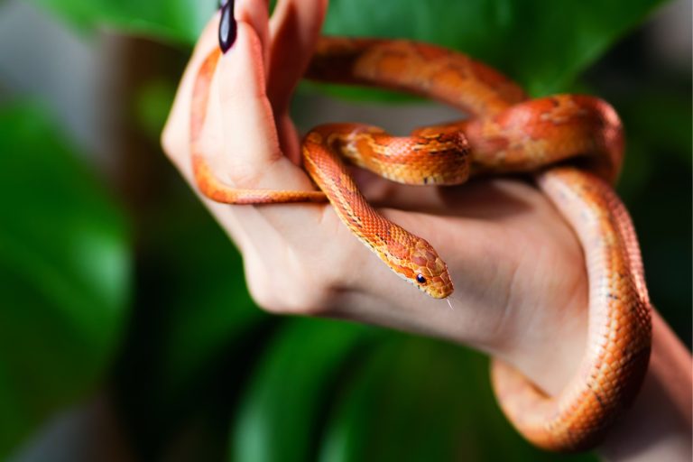 Corn Snake Care 101: What to Expect Before You Buy