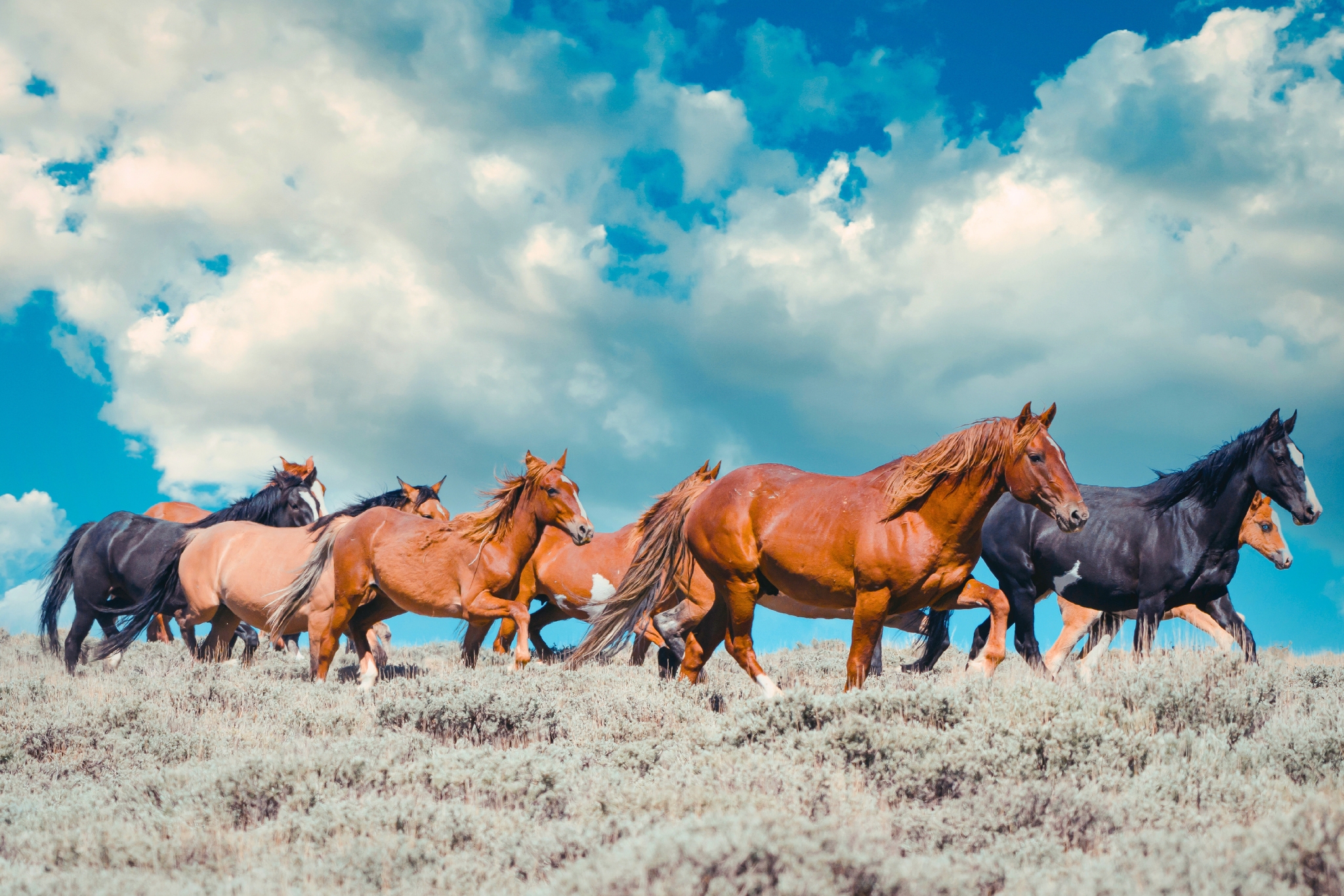 10 Best Places in the World to See Wild Horses Before They Disappear