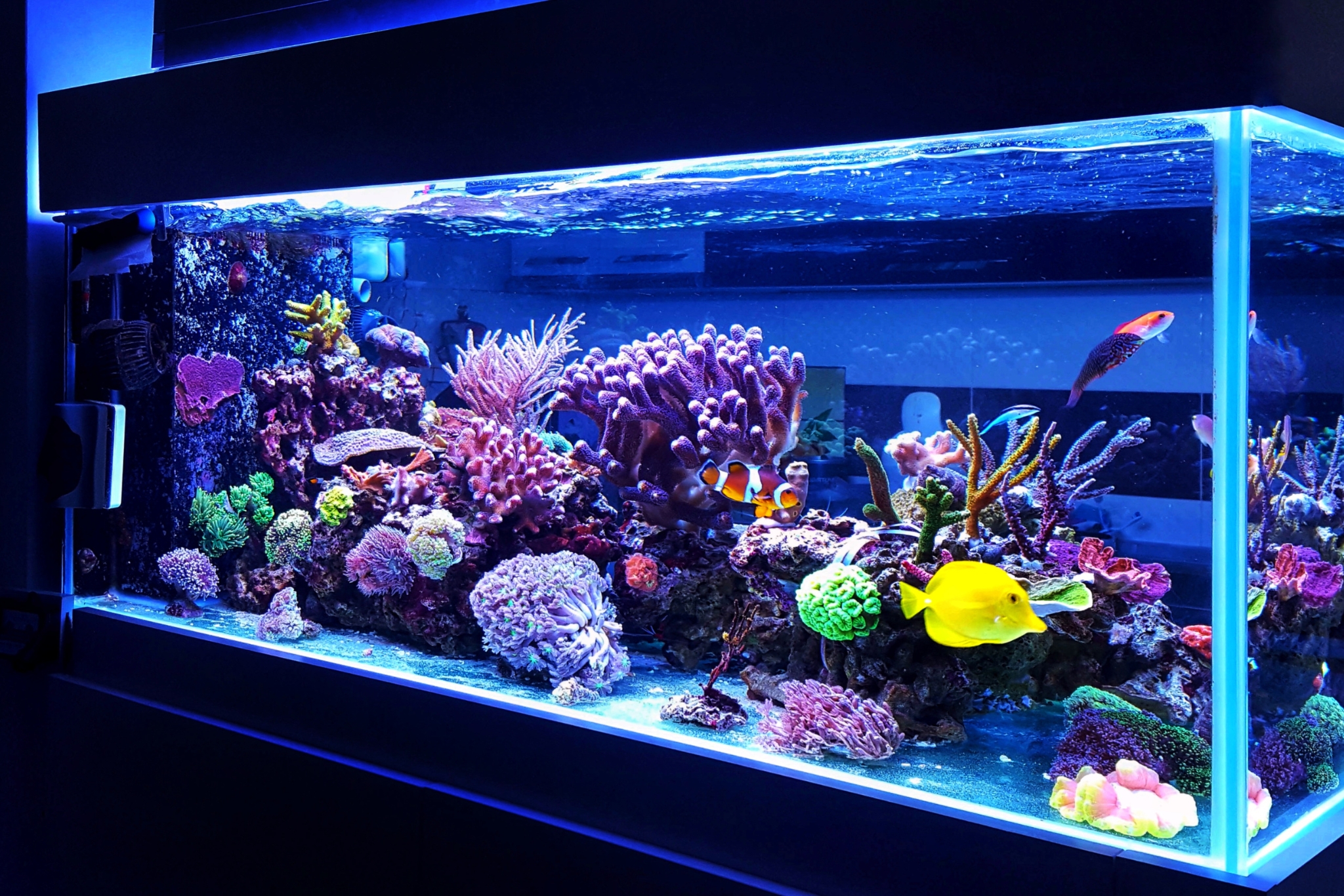 Expert Tips to Help Make Your Coral Grow Faster (And Thrive Long Term)