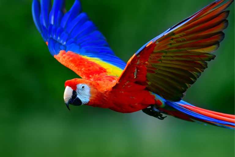 Expert Tips on How to Keep Your Free Flight Parrot in Shape