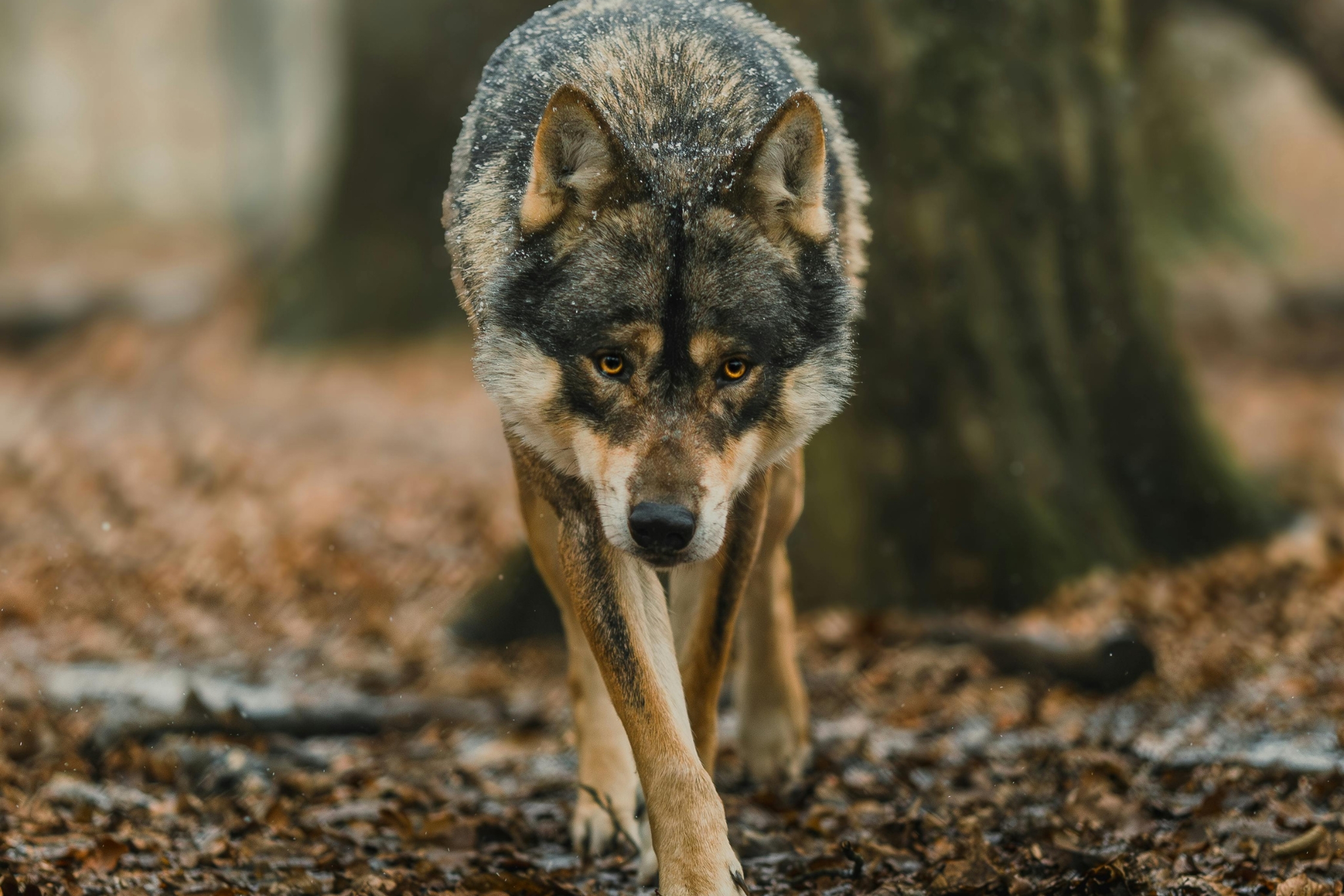 Can You Train a Wolf-Dog? Expert Tips for What Works, What Doesn't & Why