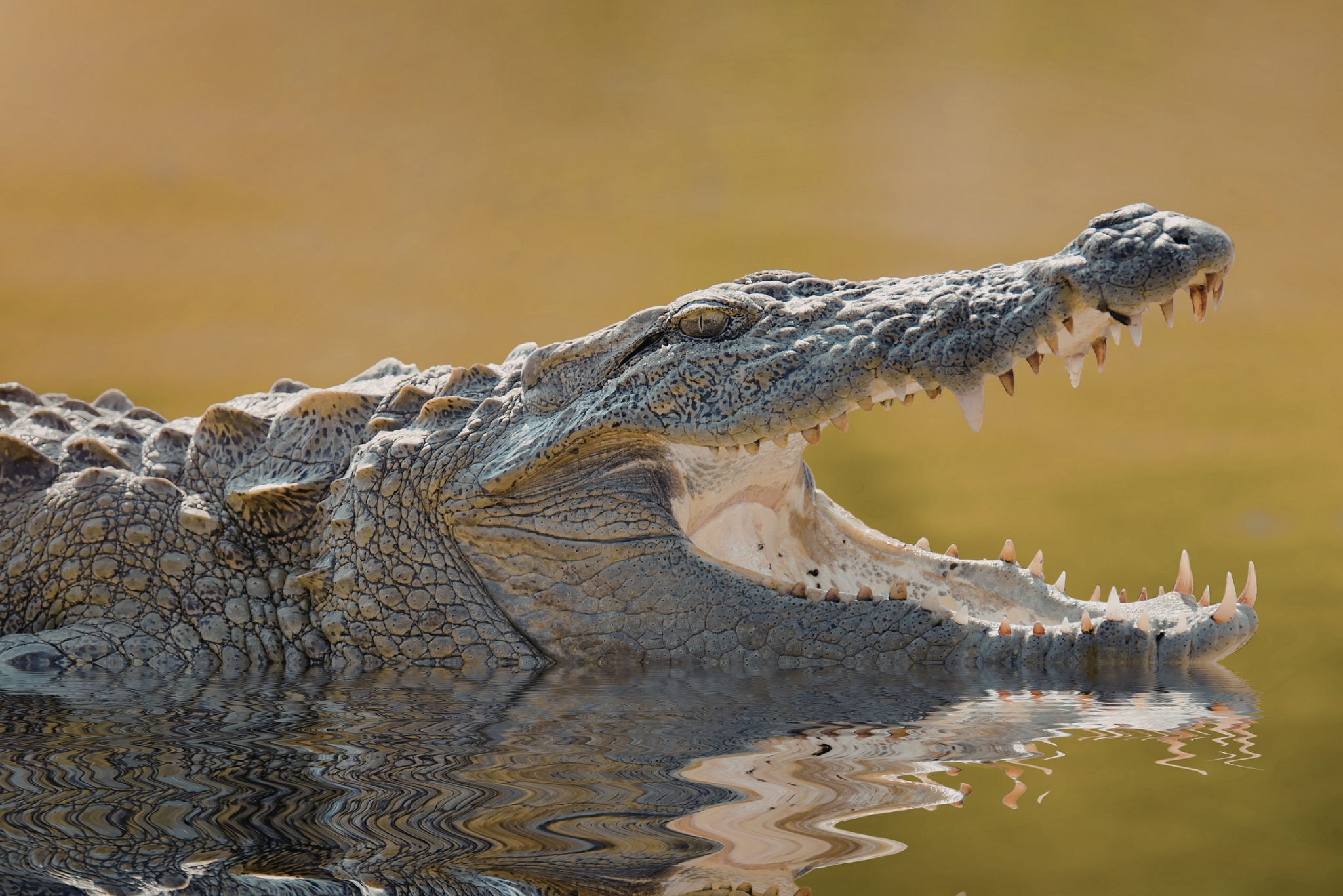 Are Crocodiles Dinosaurs? The Truth About Earth's Living Fossils