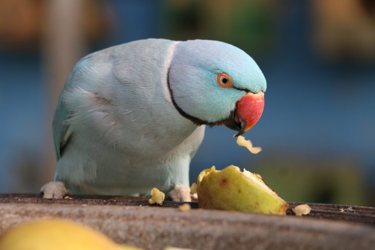 What Is Parrot Mash? Guide to Benefits, Feeding Tips, and Easy Homemade Recipes