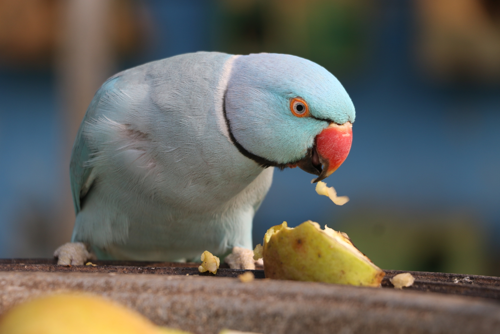 What Is Parrot Mash? Guide to Benefits, Feeding Tips, and Easy Homemade Recipes