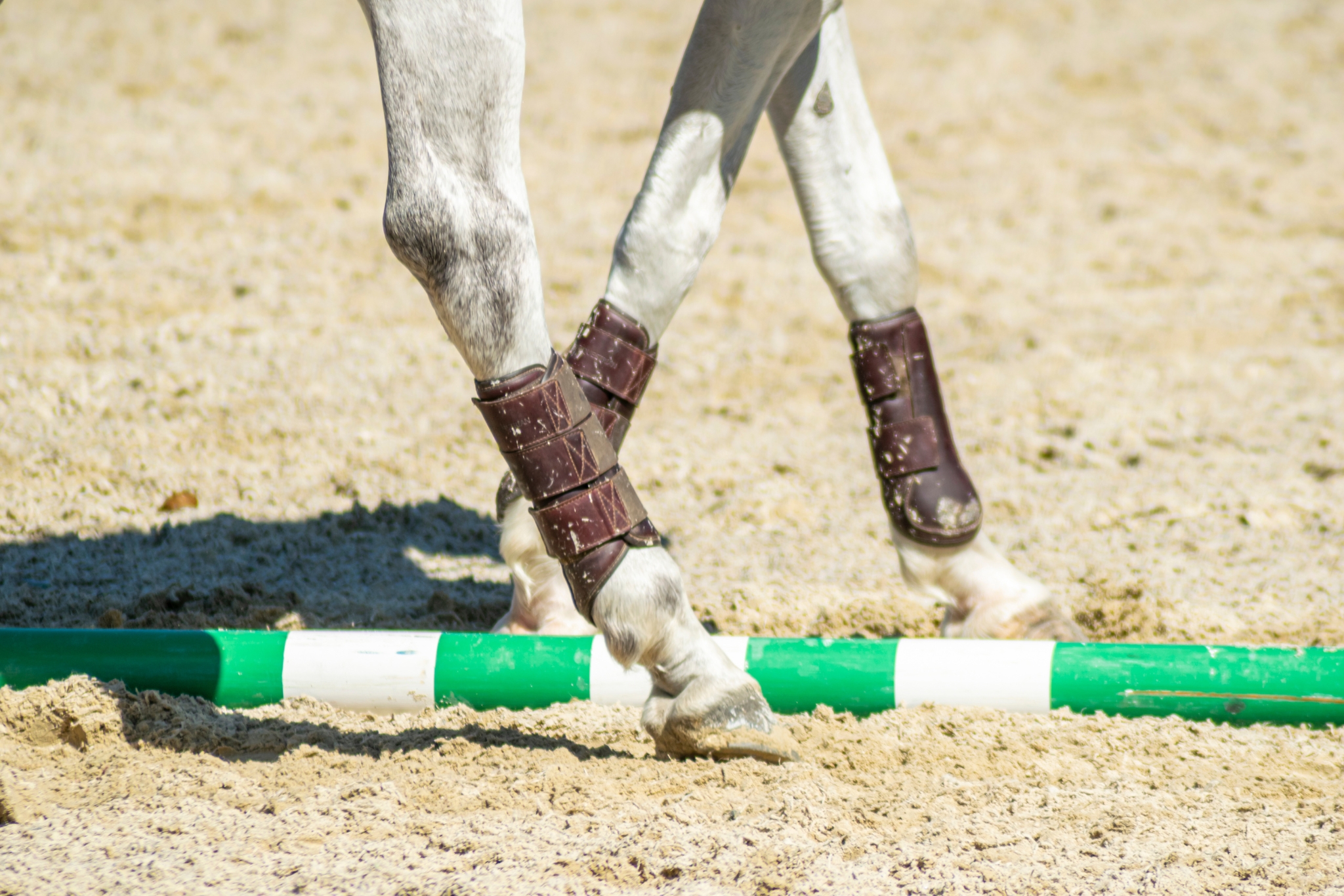 10 Science-Backed Benefits of Trot Pole Work for Horses