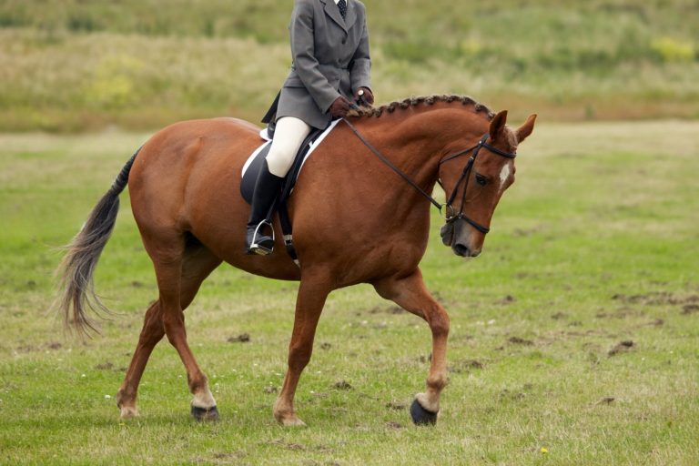 Why Every Dressage Horse Needs Trail Riding and Hacking Out: The Science-Backed Benefits