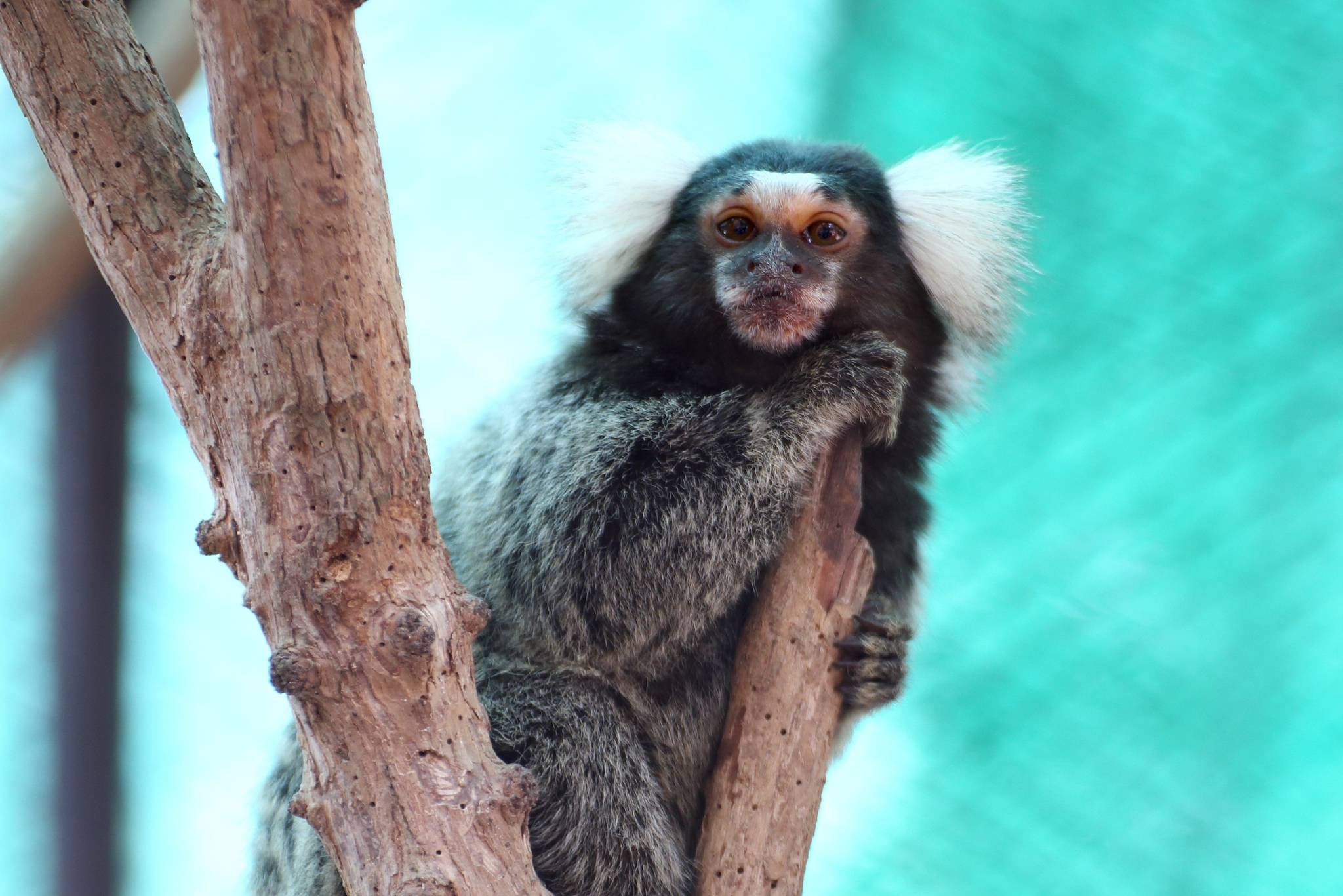 Pet Marmoset Bonding 101: What to Expect, What's Normal, and What's Not