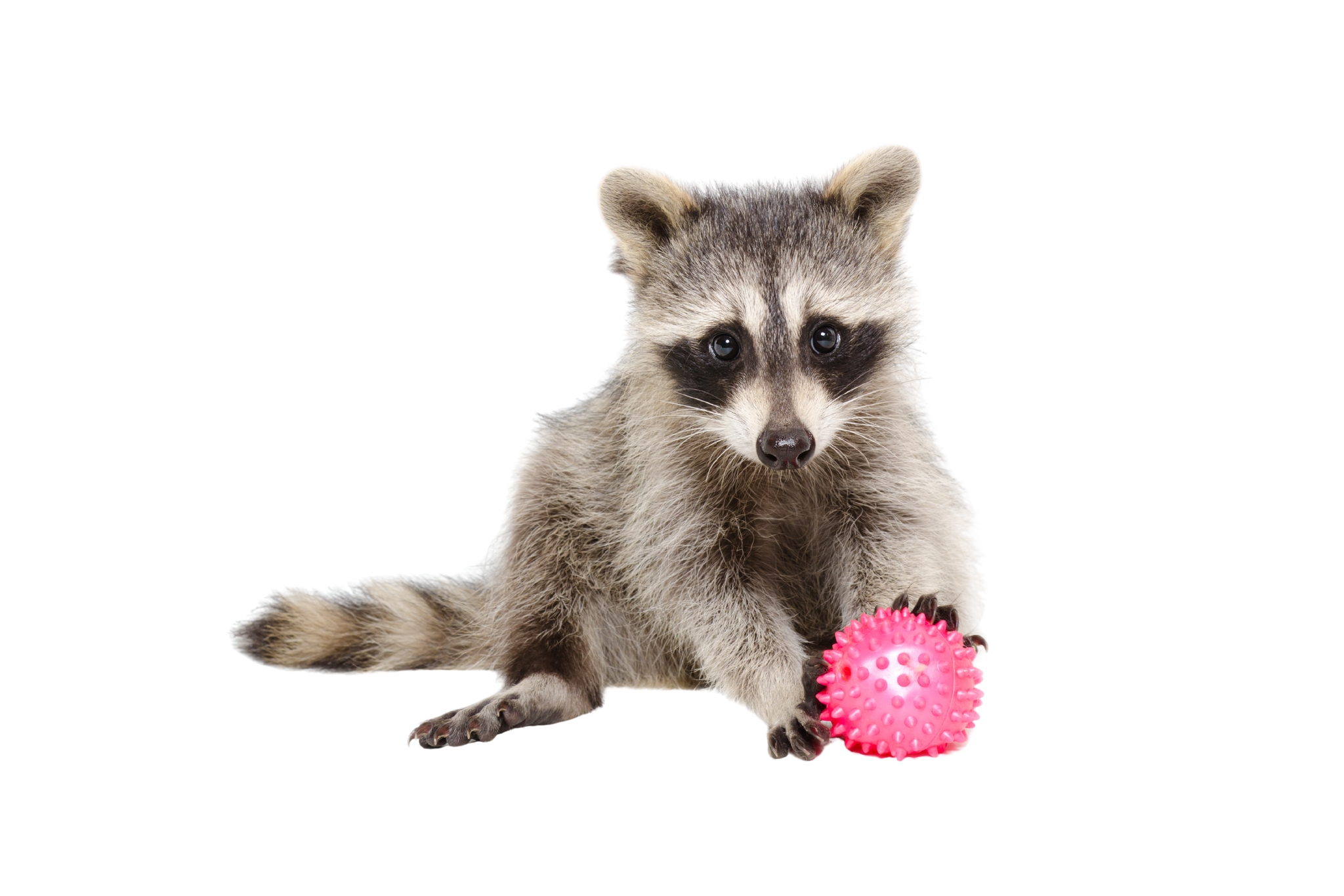 28+ Pet Raccoon Enrichment Activities, Toys & Ideas That Actually Work