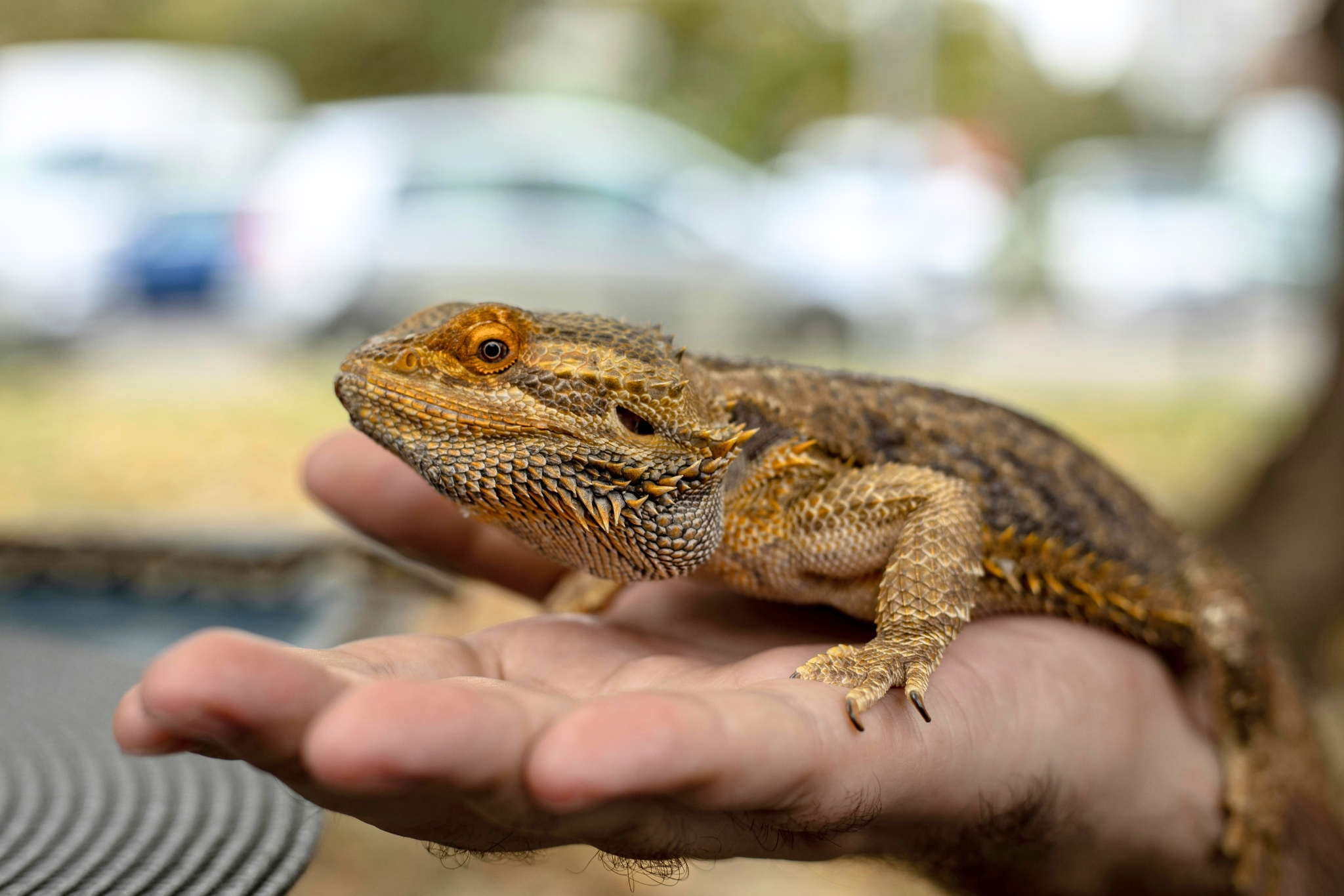 10 Best & Healthiest Vegetables for Bearded Dragons